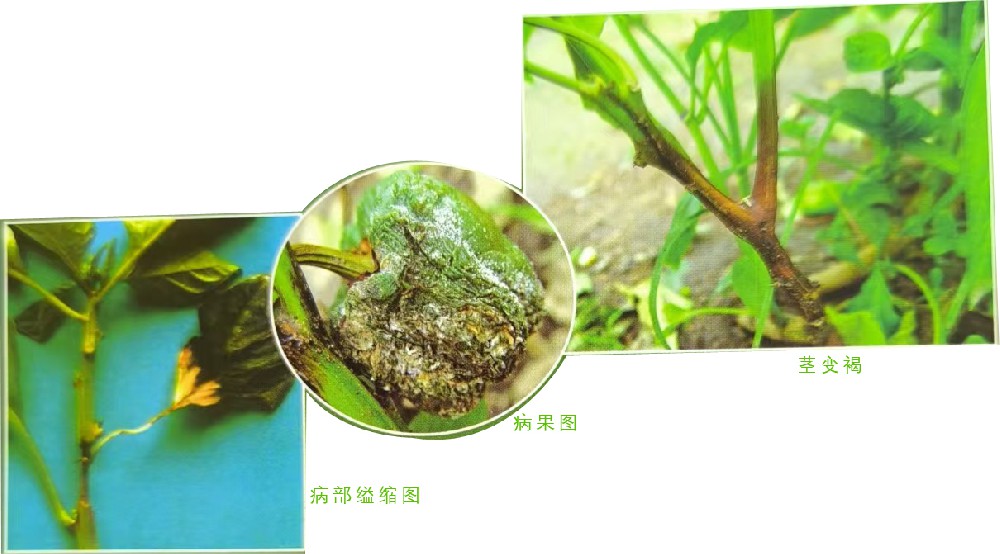 疫病(真菌病)