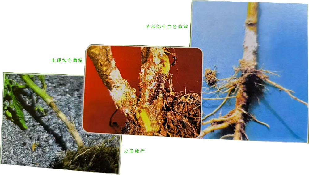 白绢病(真菌病)