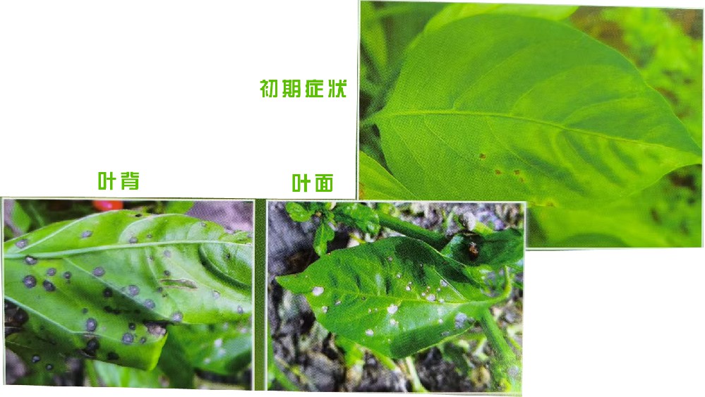 叶枯病（真菌病）