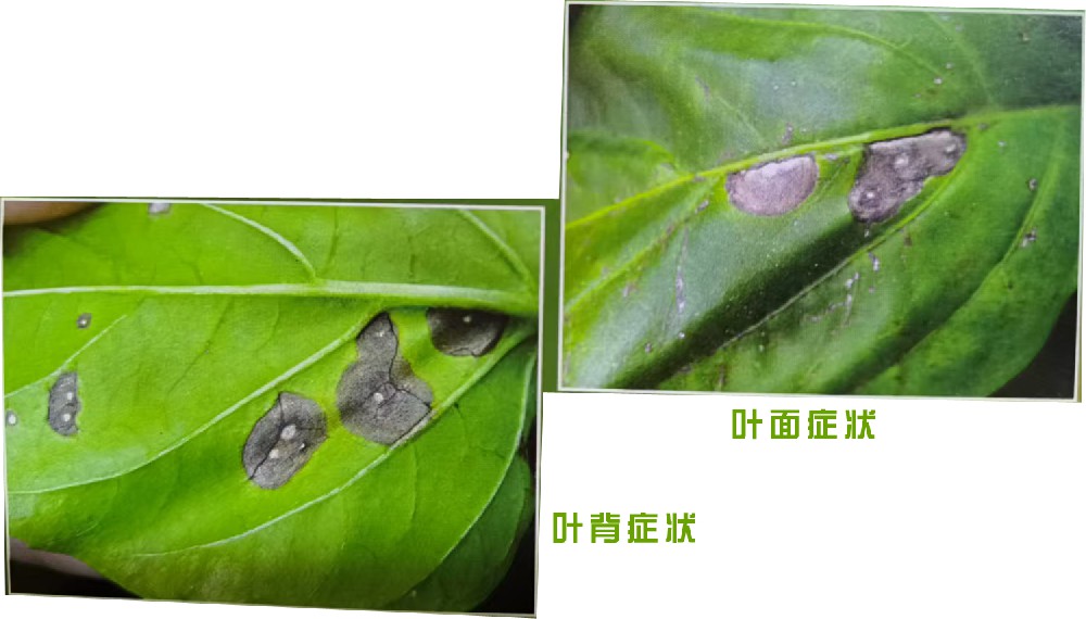 褐斑病（真菌病）