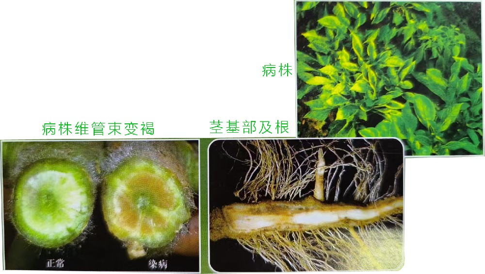 黄萎病（真菌病）