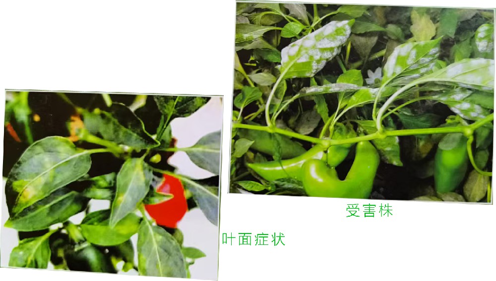 白粉病（真菌病）