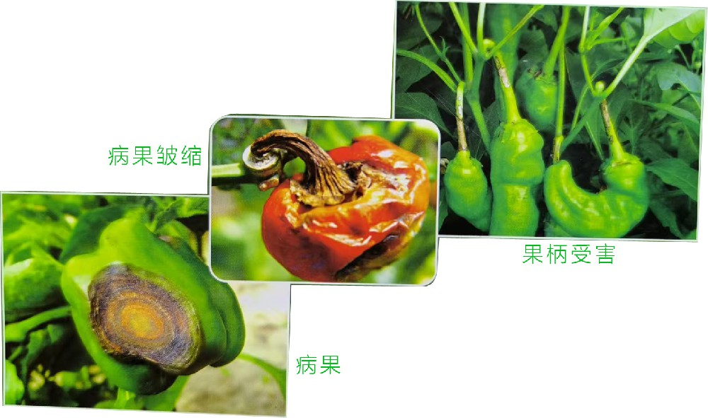 炭疽病（真菌病）