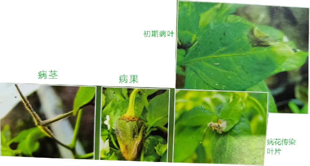 灰霉病（真菌病）