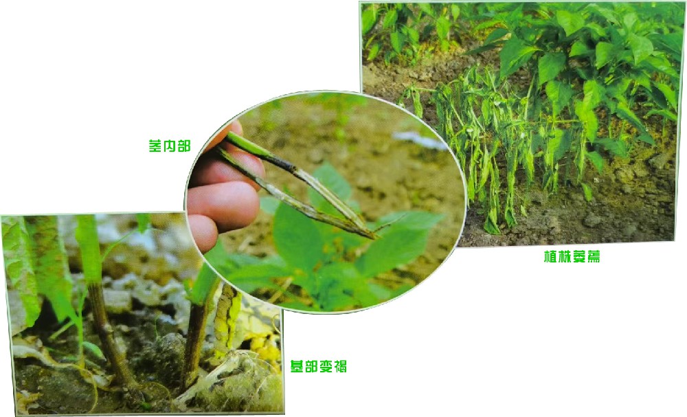 根腐病（真菌病）