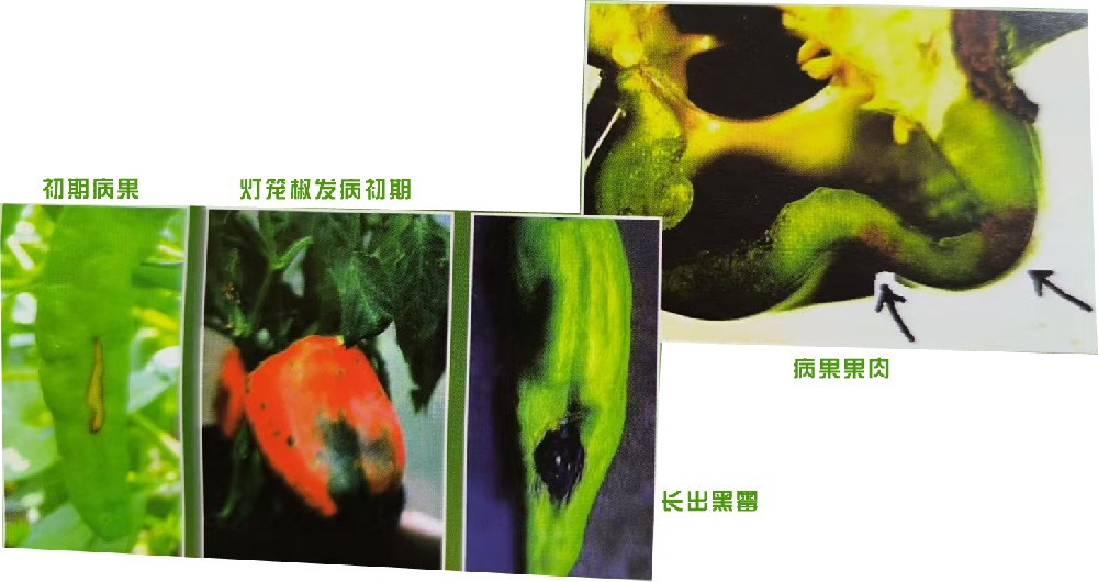 黑班病（真菌病）