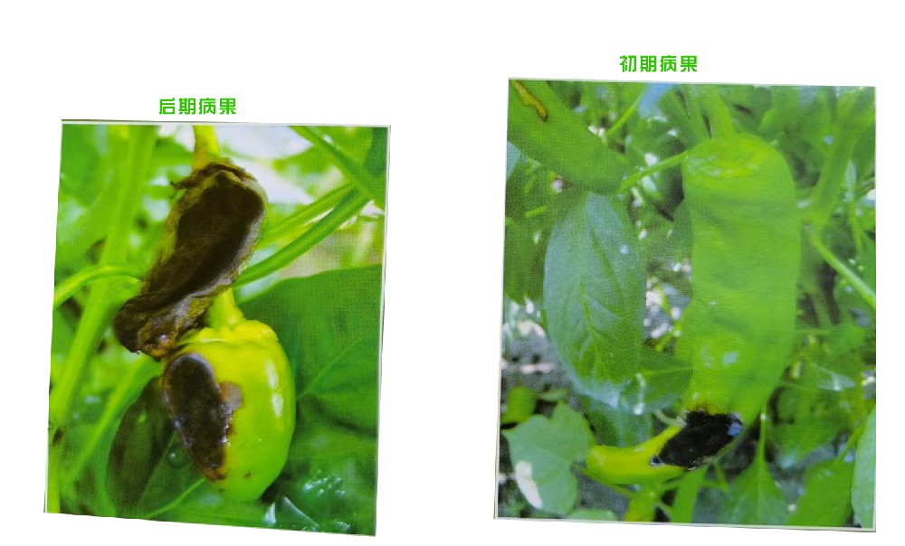 黑霉病(真菌病)