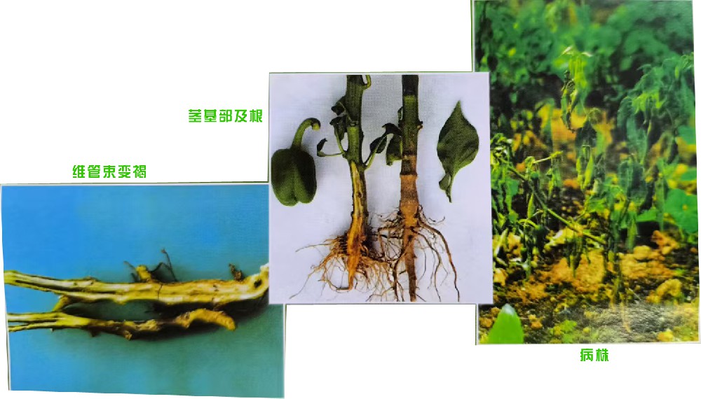 枯萎病(真菌病)