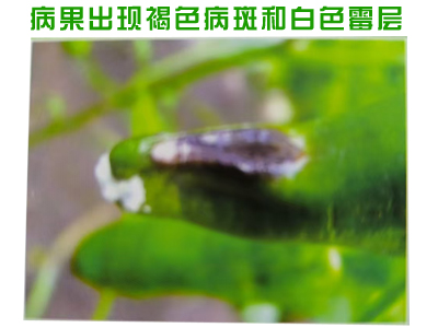 绵腐病(真菌病)