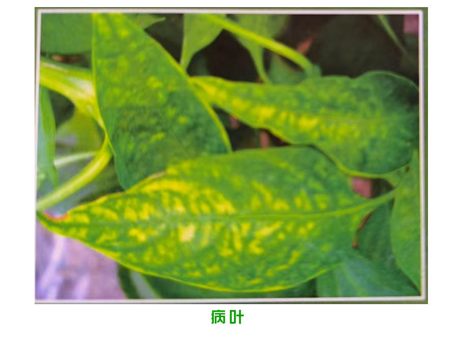 叶霉病(真菌病)