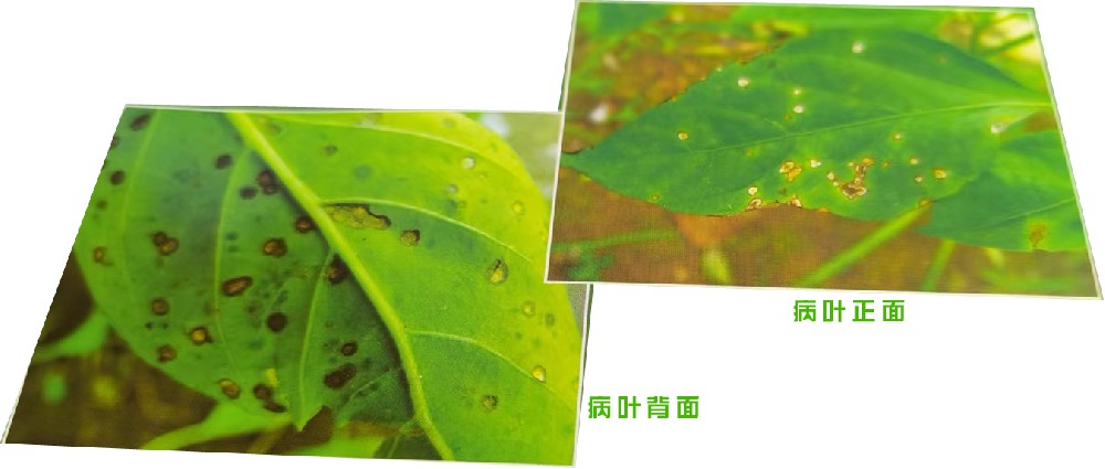 斑枯病(真菌病)