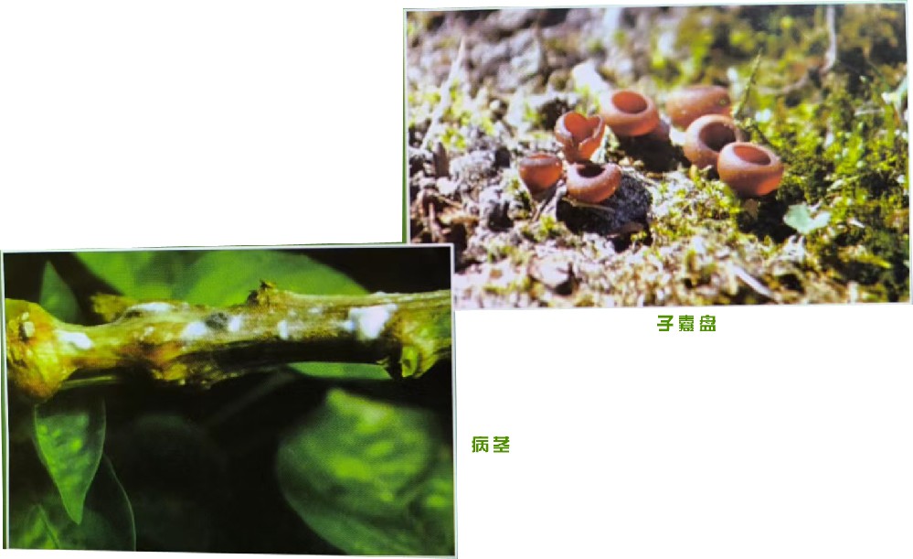 菌核病(真菌病)