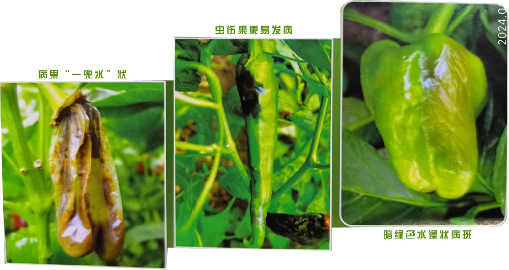 细菌性软腐病