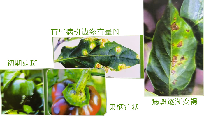 细菌性疮痂病