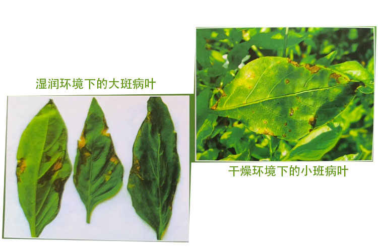 细菌性叶斑病