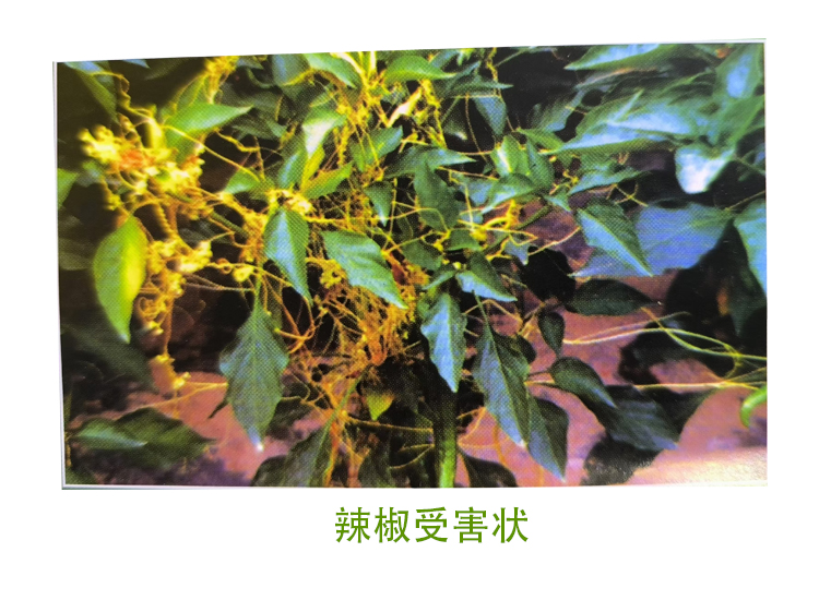 菟丝子